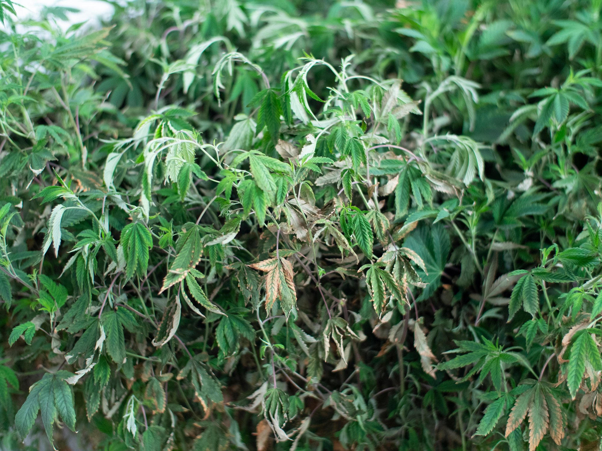 Wilted marijuana plants.