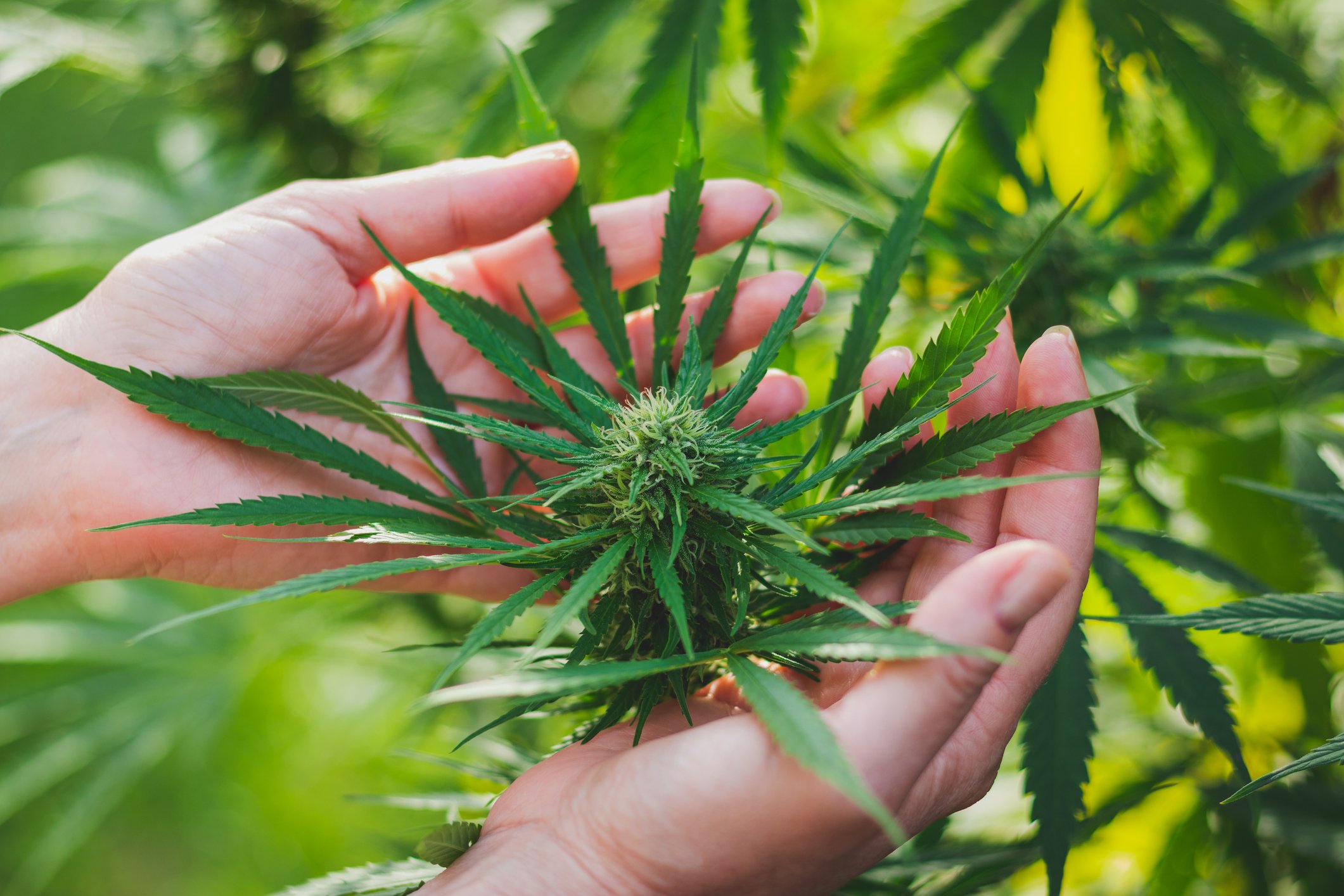 Cannabis plant in human hands