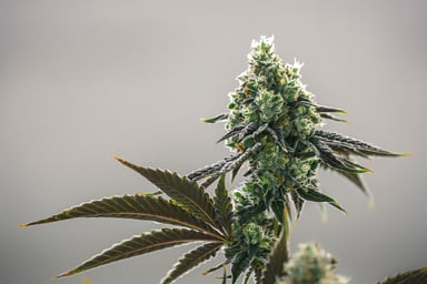 GettyImages-1177157847