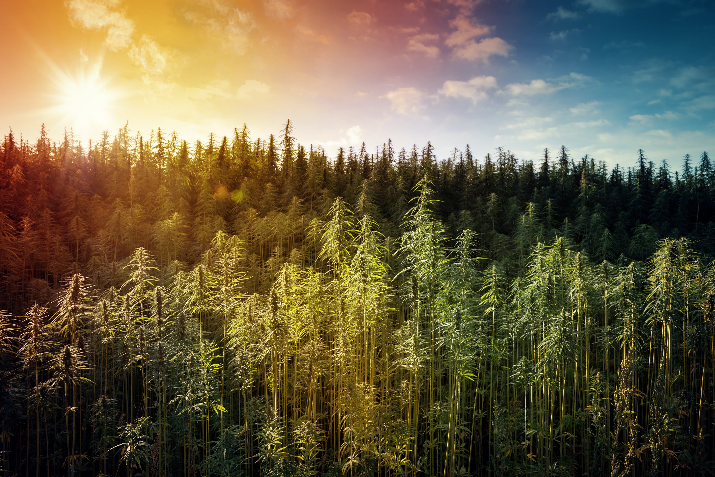 Landscape of a hemp field. 
