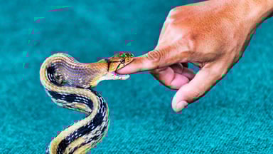 Getty Snake Biting Man's Finger