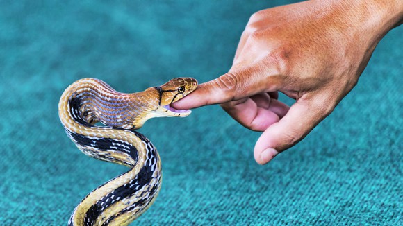 A snake bites a man's finger.