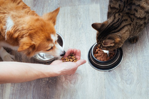 A corgi and a tortoiseshell cat eating from dishes, as their owner's hand adds kibble.