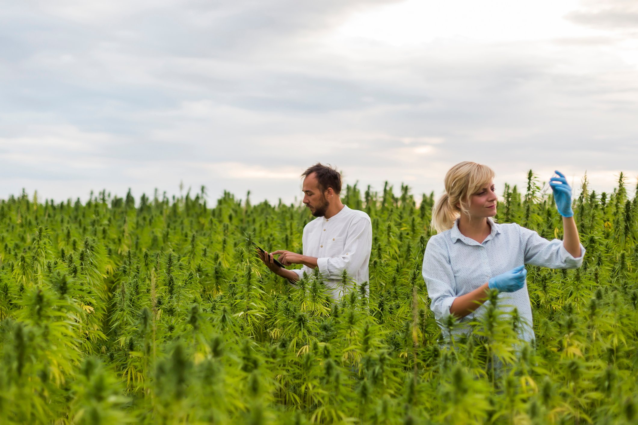 Two farmers inspect a field of cannabis plants.