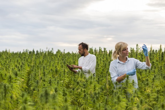 Two farmers inspect a field of cannabis plants.