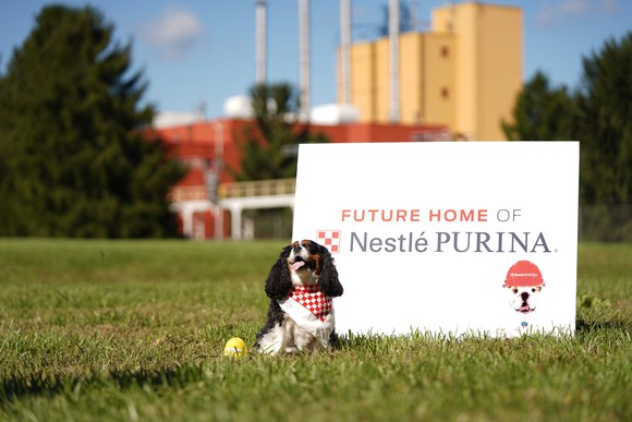Purina's model Cavalier King Charles Spaniel Maddie Grace poses with a "Future Home of Nestle Purina" sign on a building site.