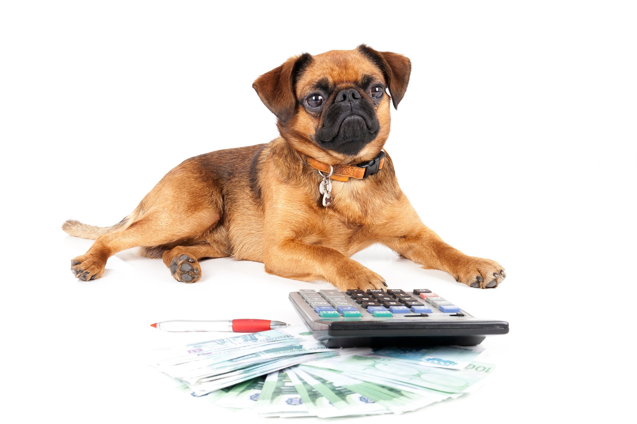 Dog with paw on a calculator, with money nearby.