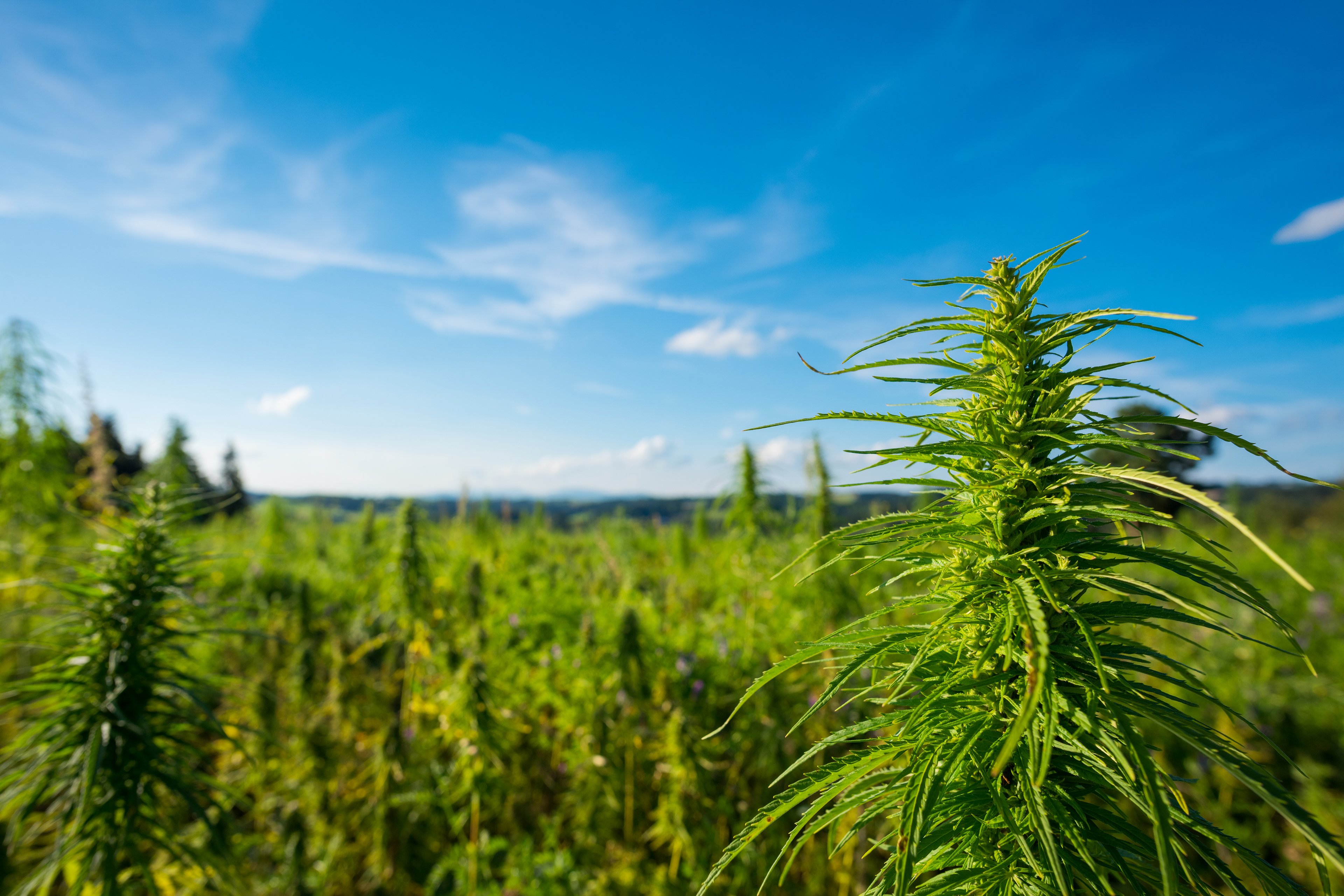 Landscape of a cannabis farm field. 