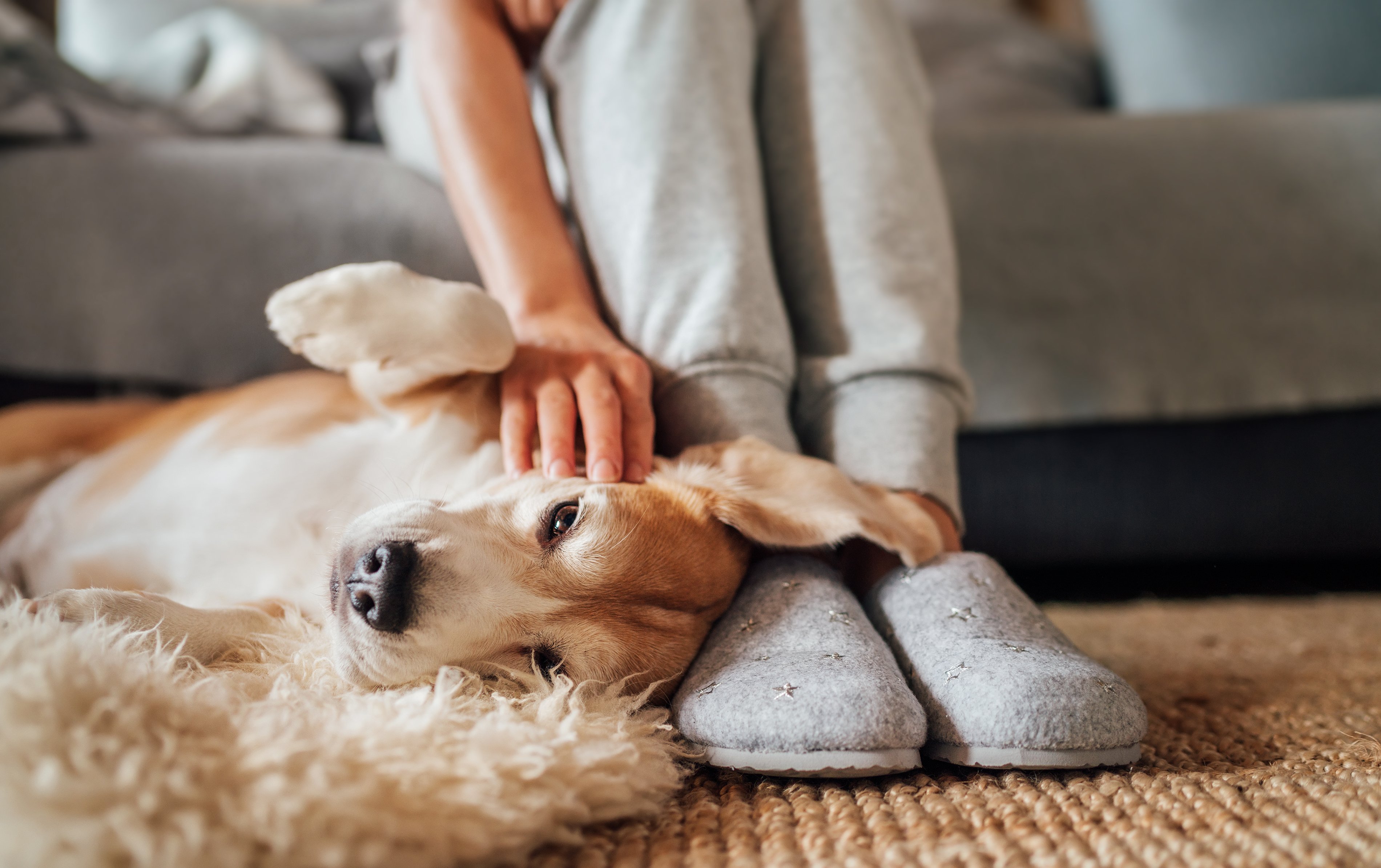 Woman petting dog lying near her feet.