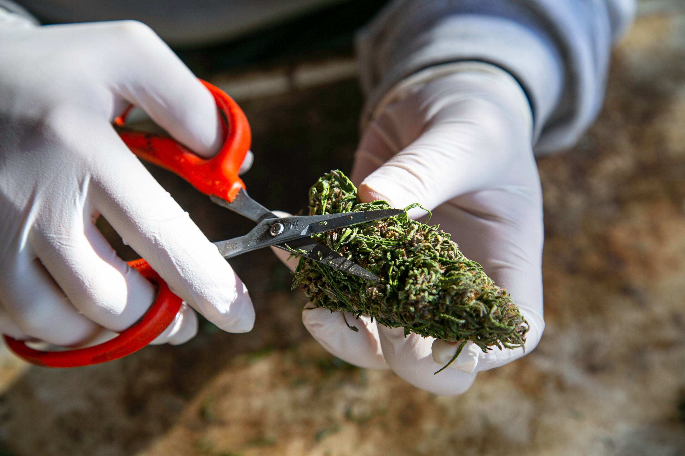 Gloved hands trimming a marijuana flower with scissors.