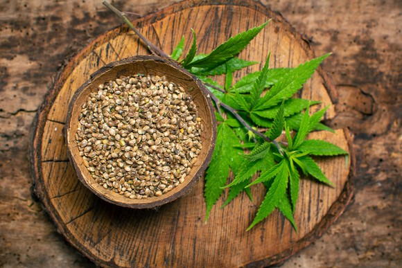 A cannabis branch and hemp seeds on wooden plate
