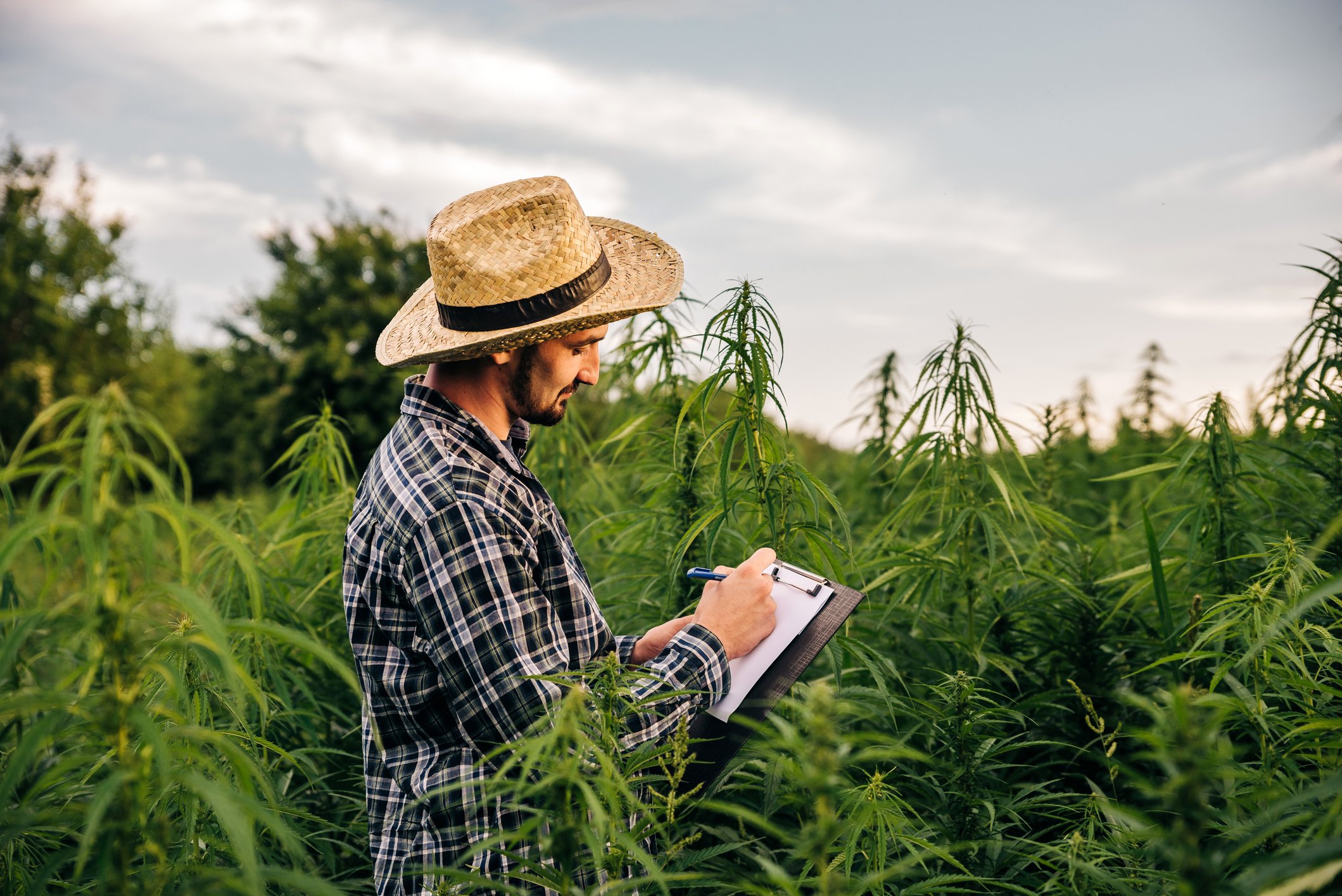 A cannabis farmer makes a note on a clipboard while standing in a field of cannabis plants.