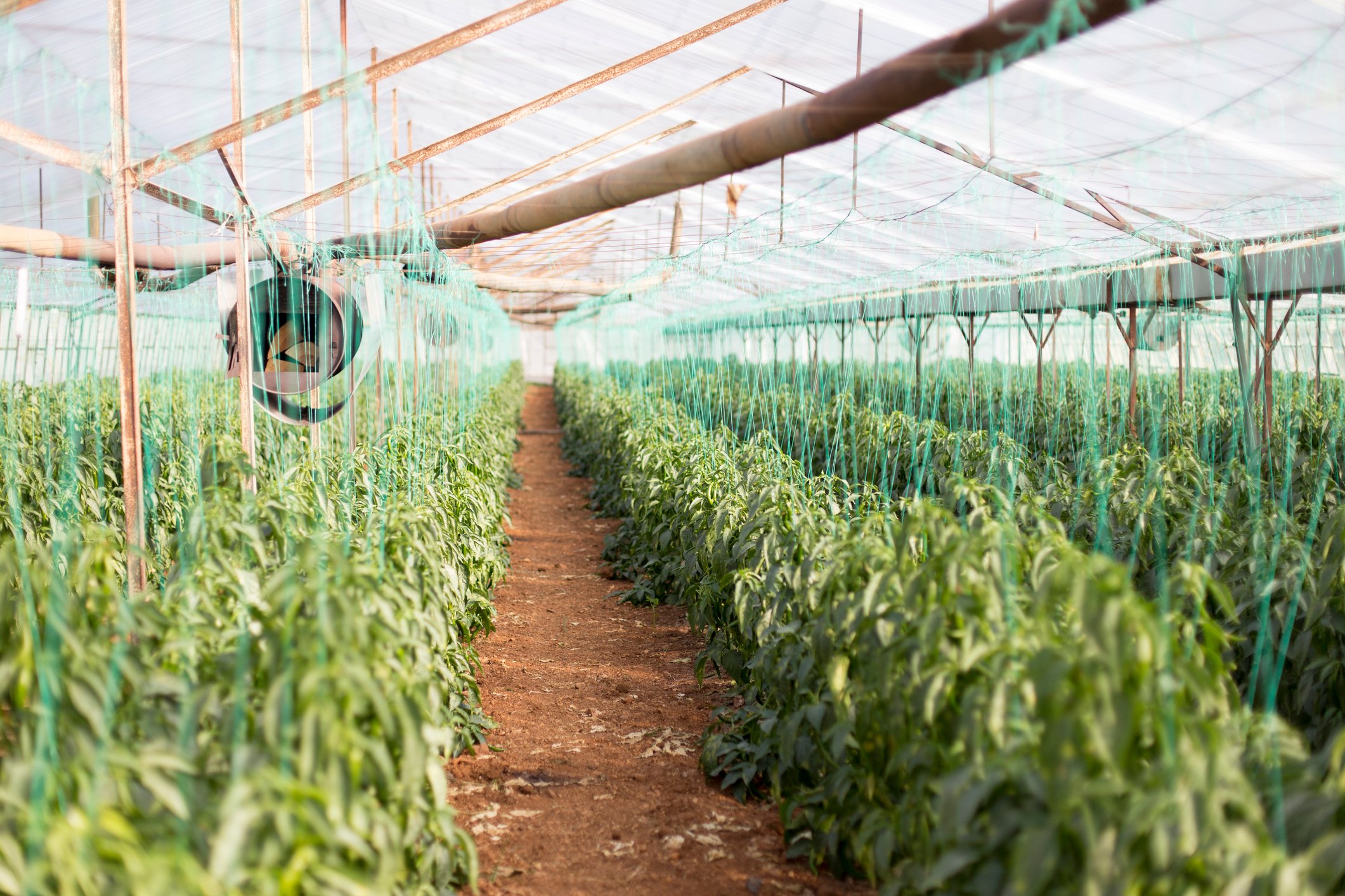 A cannabis greenhouse facility.  