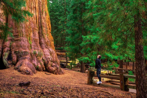 A man looking up at a giant sequoia tree