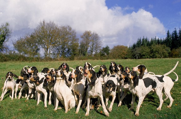 A pack of hunting dogs in a field ringed by trees.