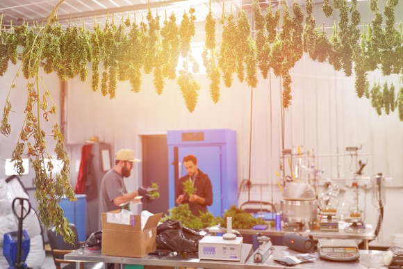 Employees processing cannabis in a growth facility