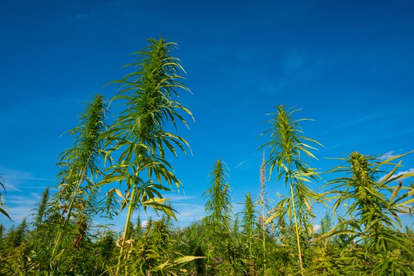 Landscape of a cannabis farm. 