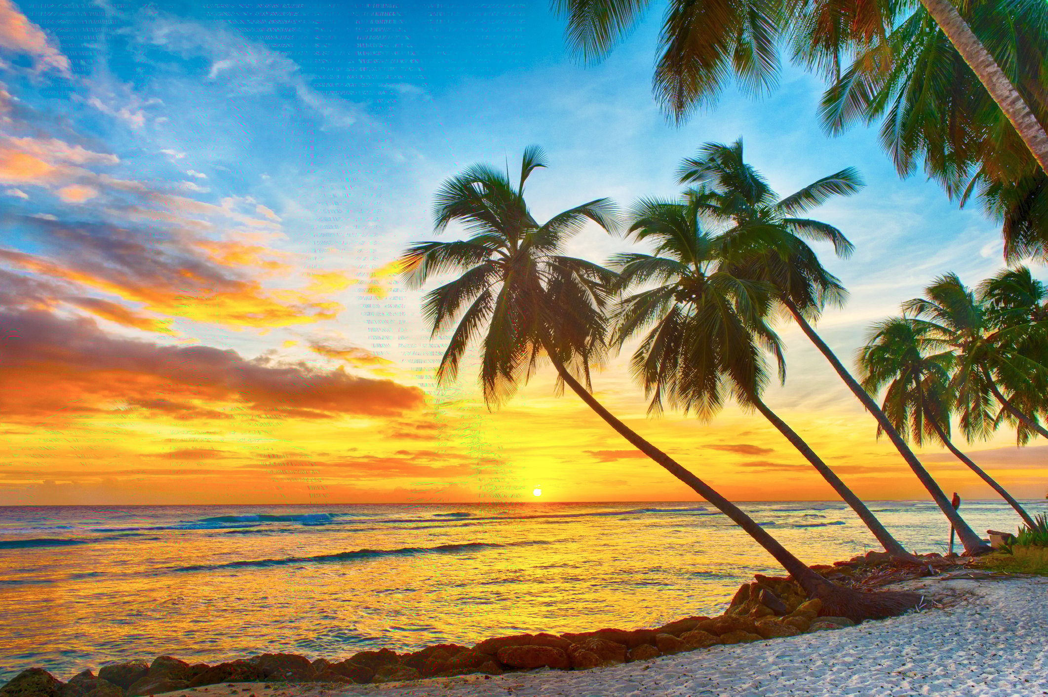 A white sand beach and leaning palm trees in front of a yellow sunset on Barbados.
