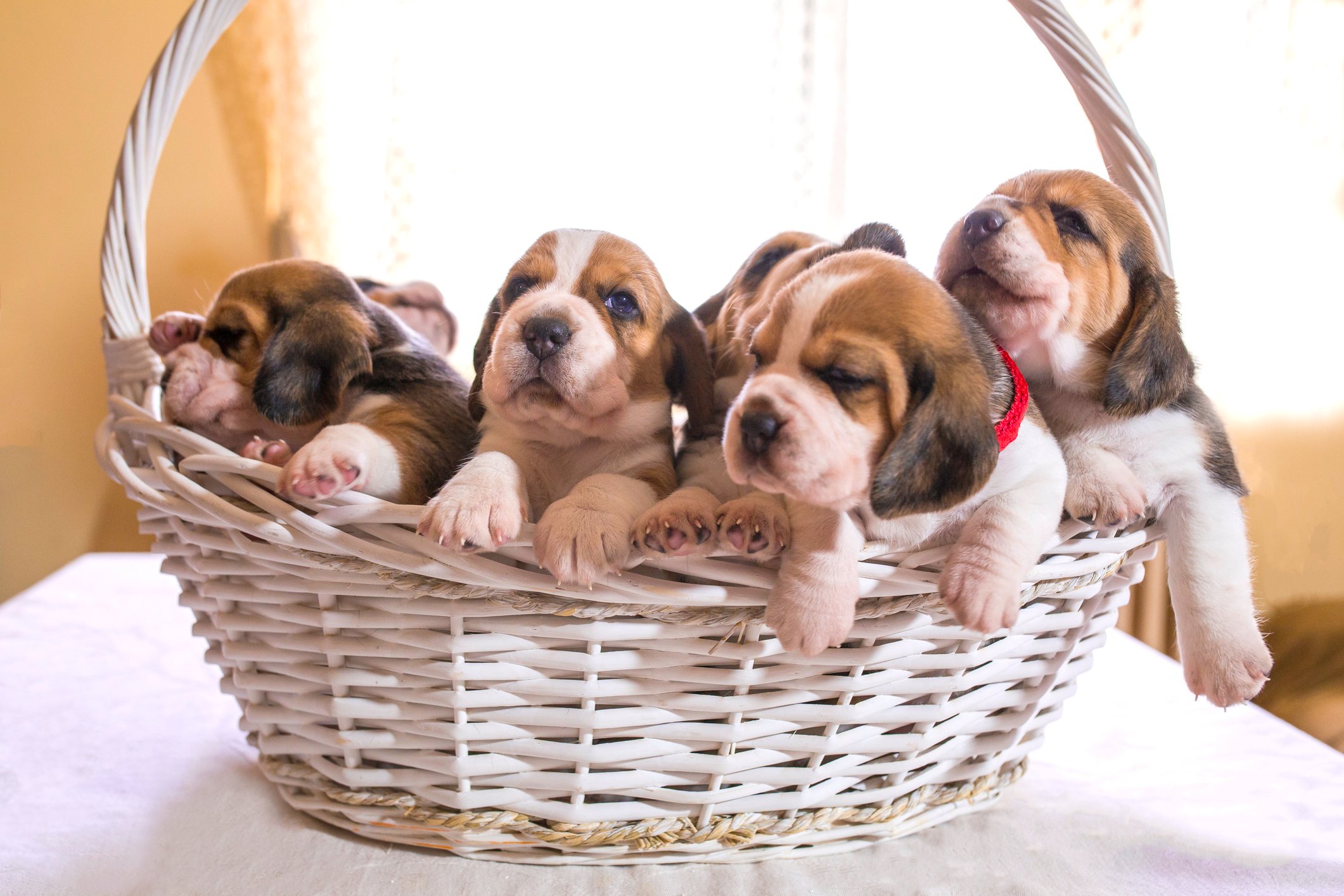 White basket full of puppies.