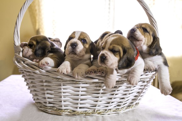 White basket full of puppies.