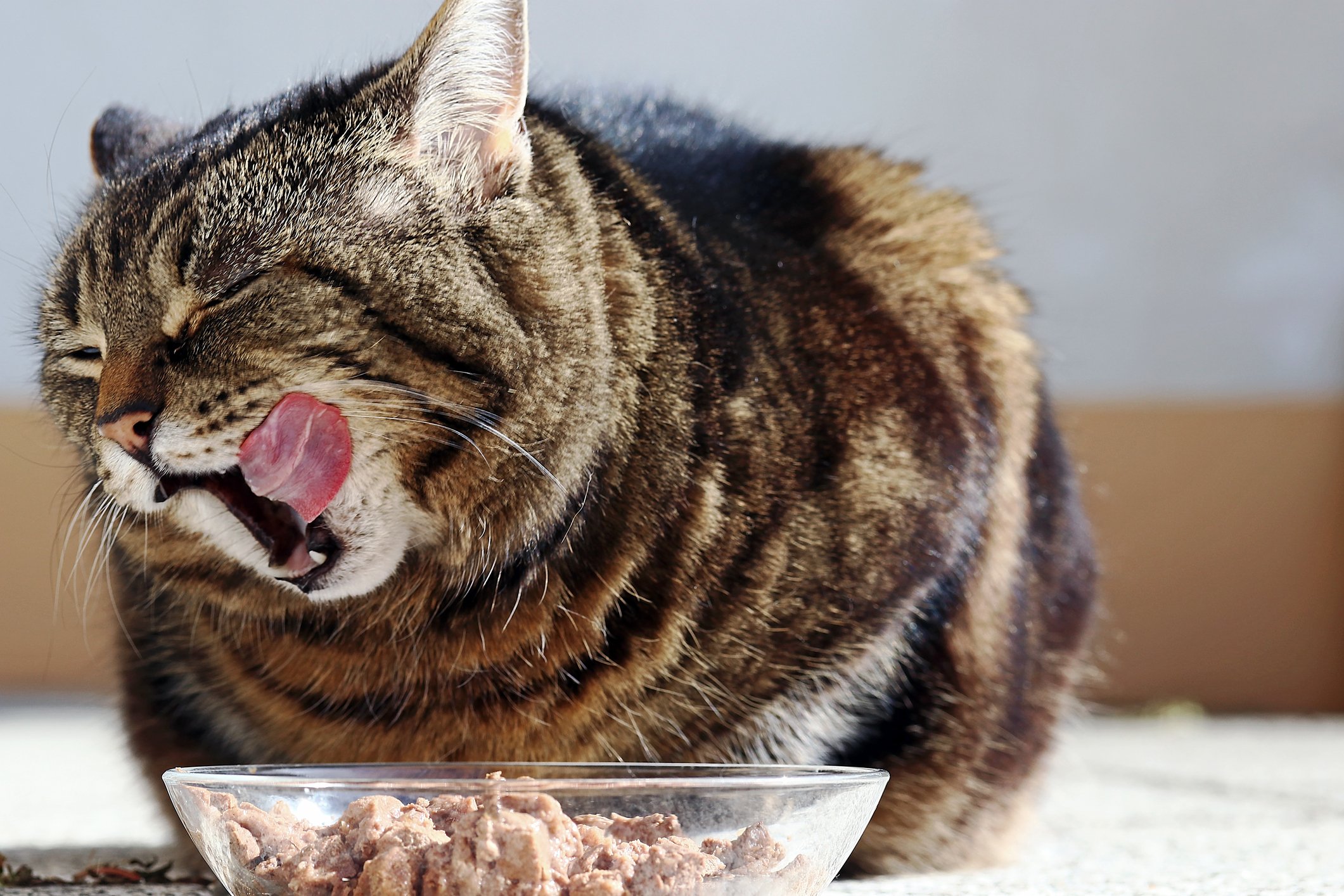 Cat eating from food bowl