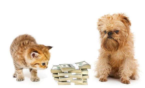 A kitten and a puppy between stacks of money.