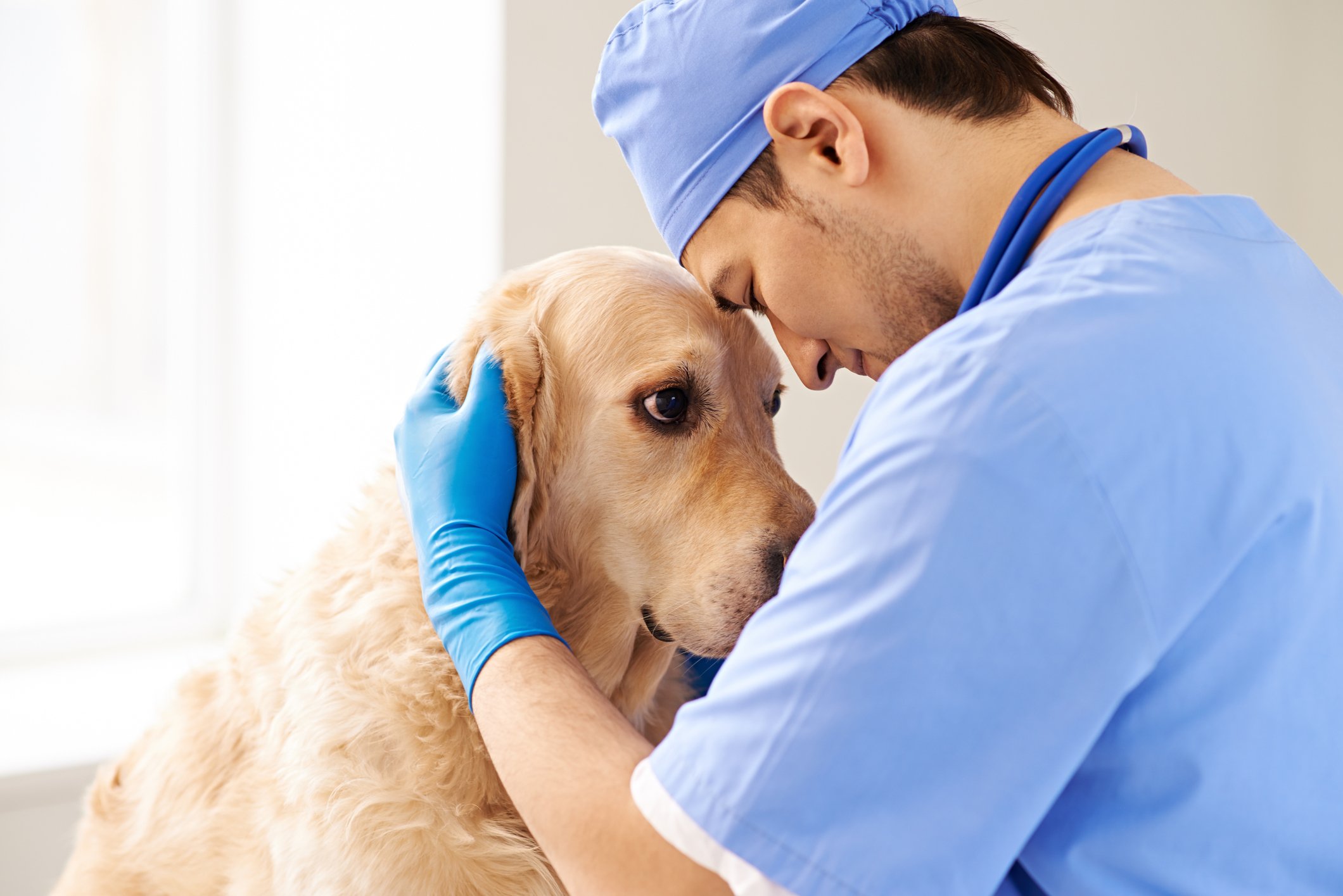 Sad golden retriever being hugged by vet.