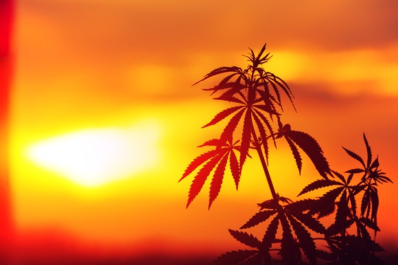 Marijuana plant in the sunset.