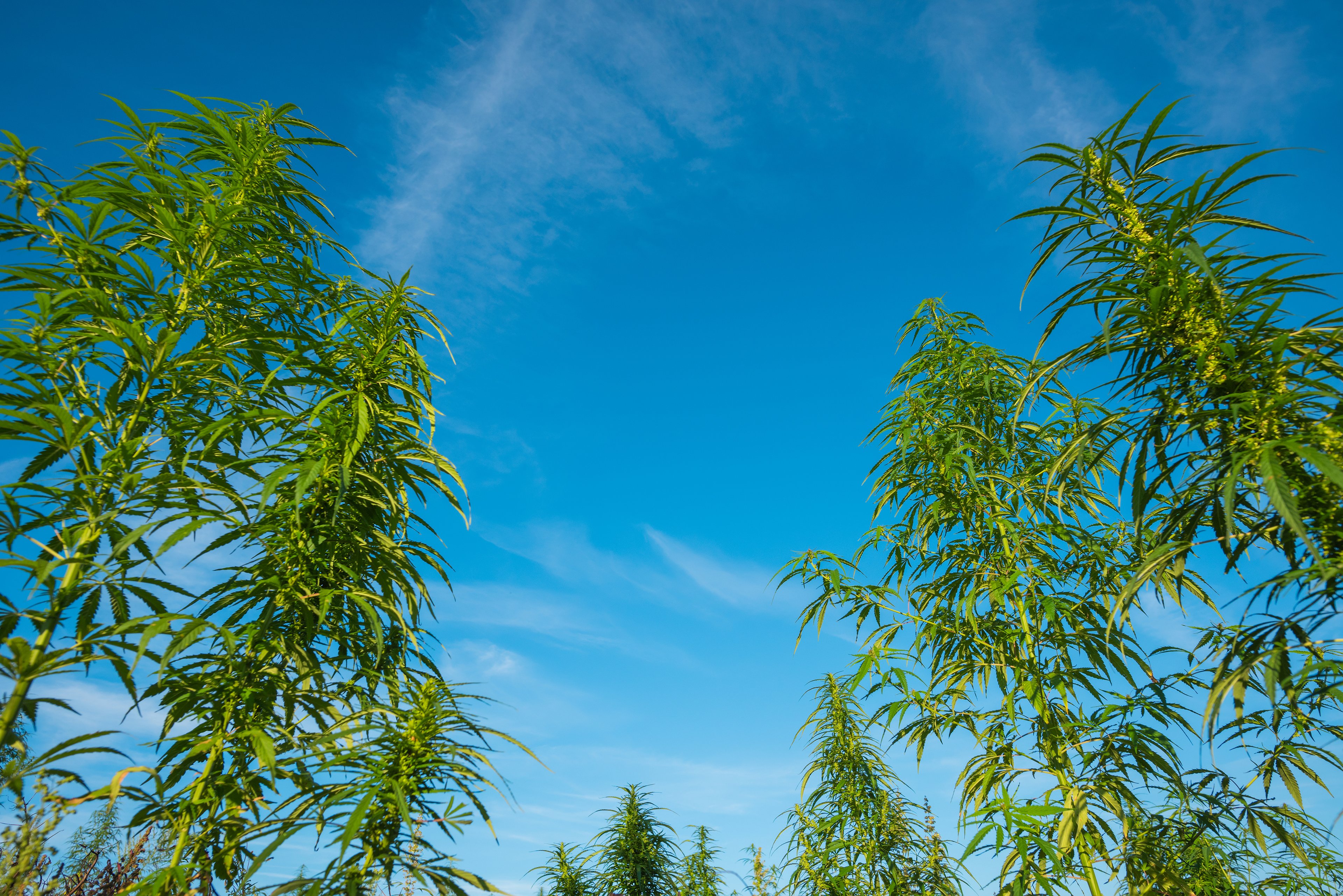 Landscape of a marijuana growth field. 