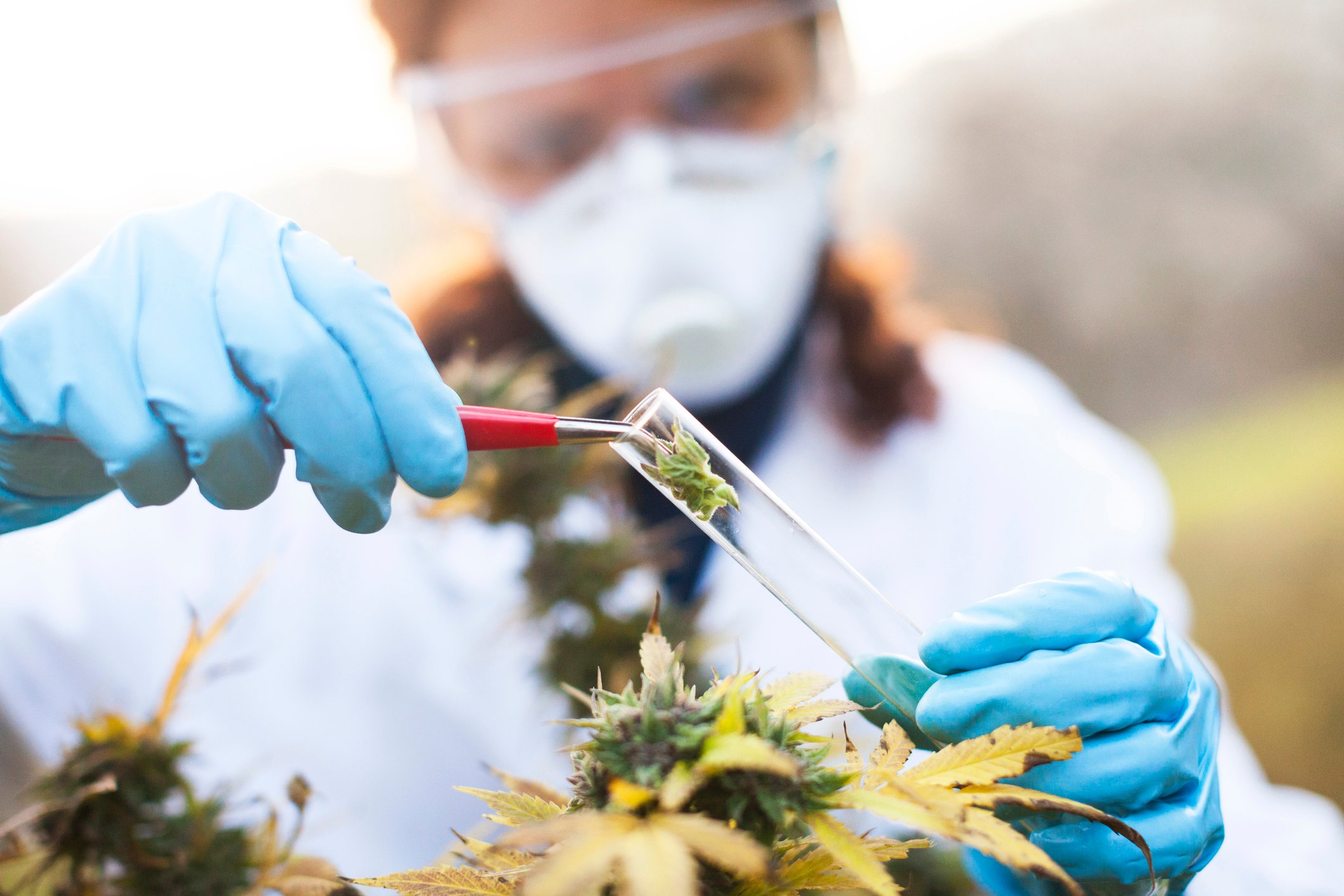 Lab technician placing marijuana in test tube