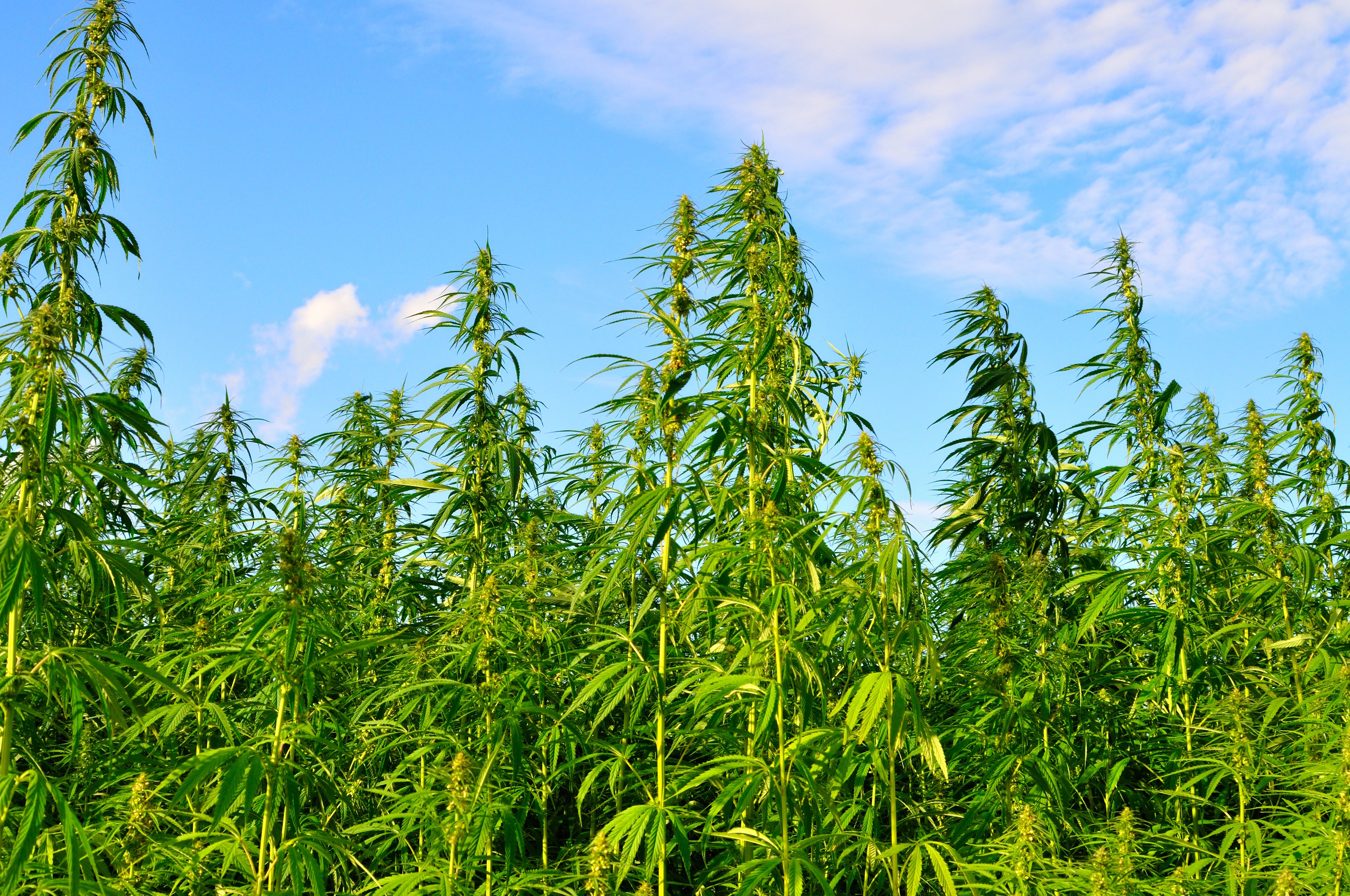 Landscape of a marijuana growth field. 