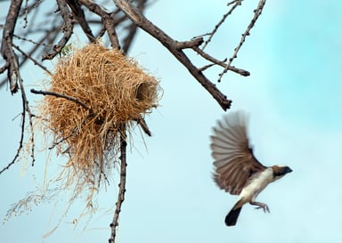 Weaverbird Leaving the Next