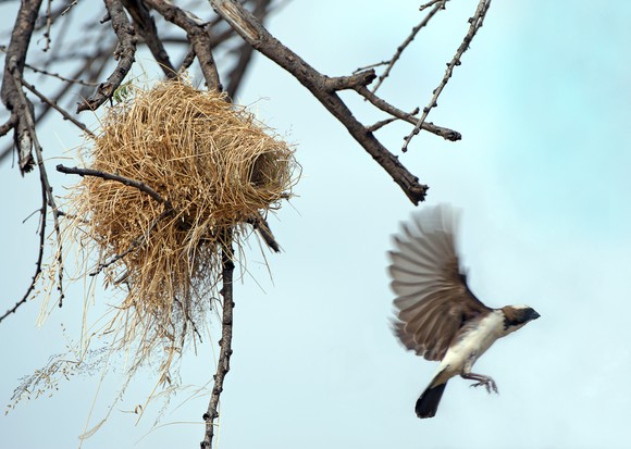 The end of the "nesting" trend exemplified by an African weaverbird leaving its nest.