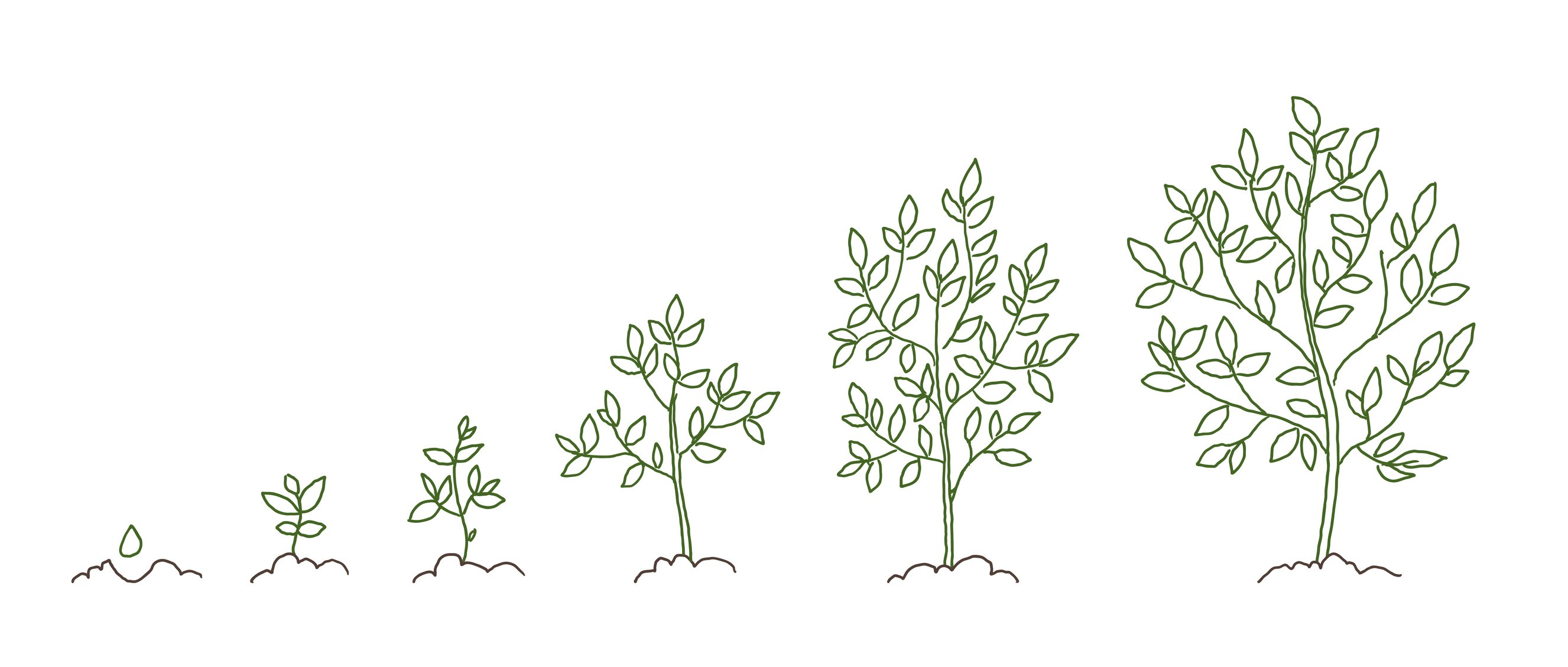 Six trees showing growth from seedling to full plant
