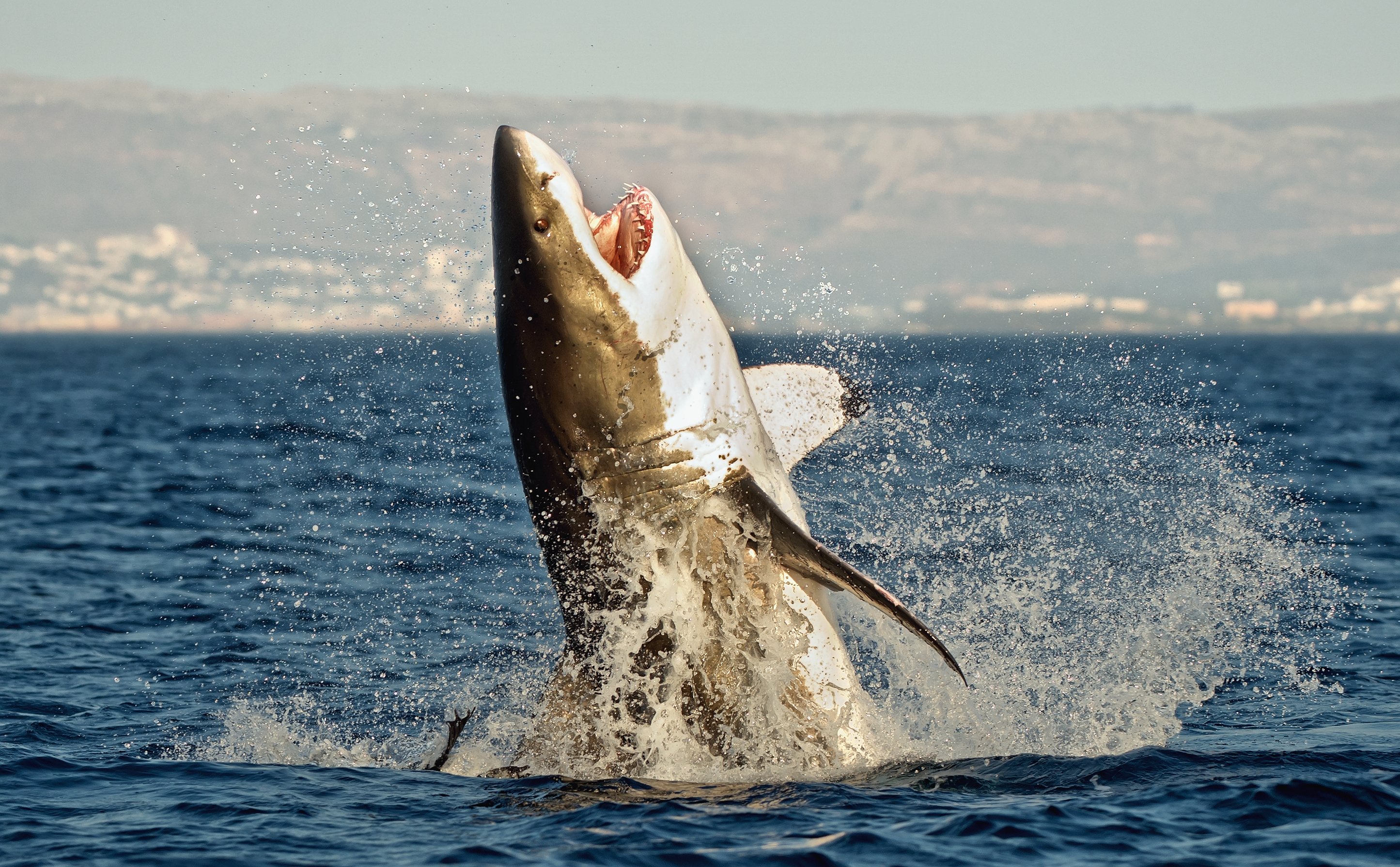 Great white shark breaching the water