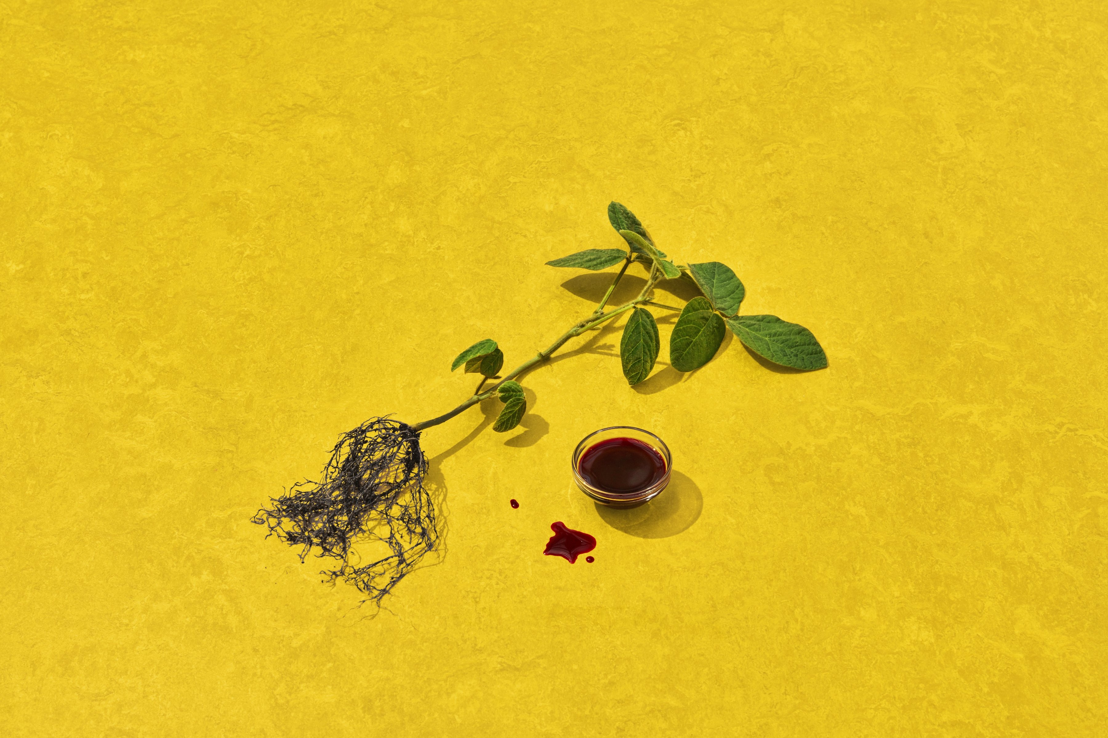 A small container of Impossible Foods heme with its origin, soybean roots, on a yellow surface.