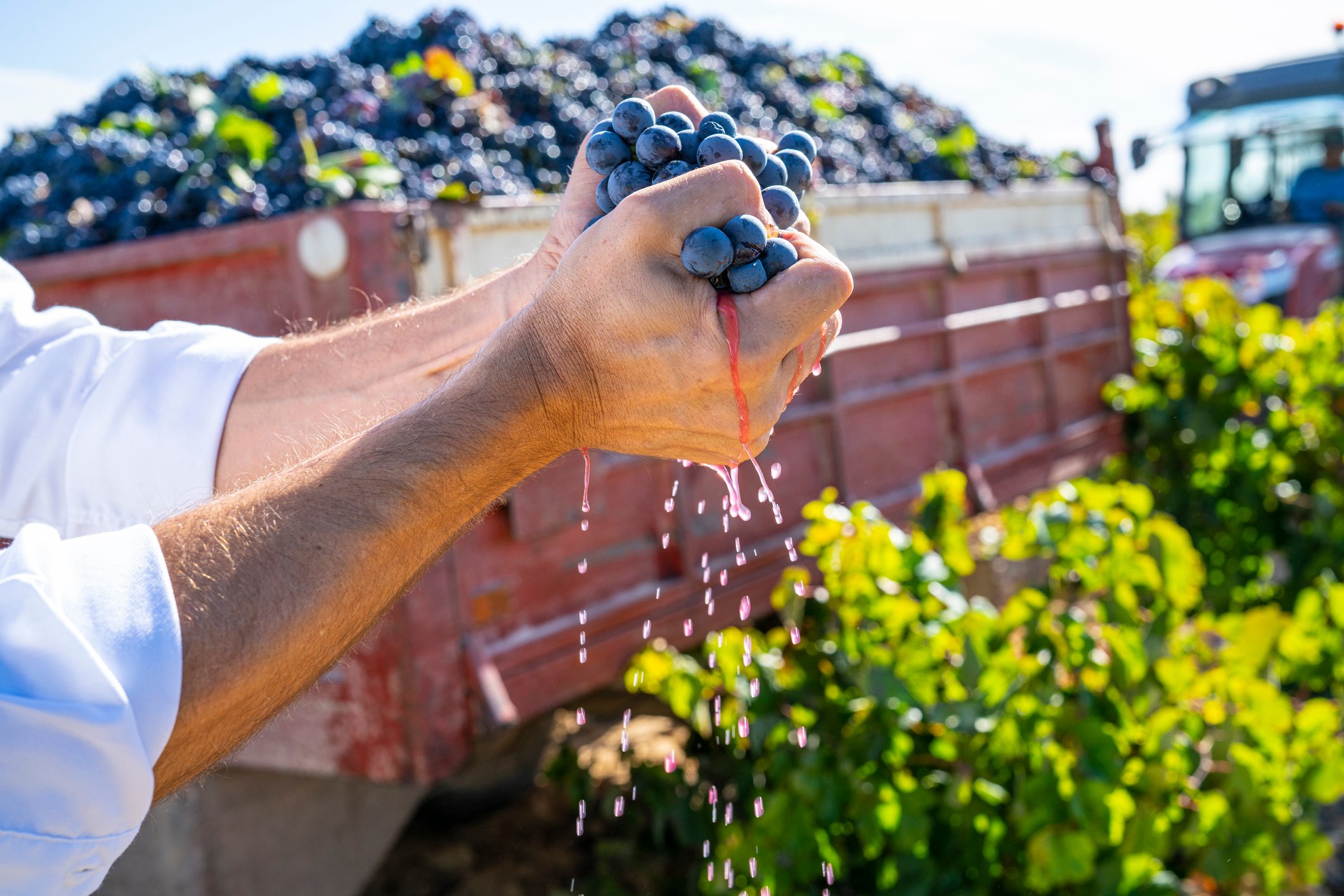 A winemaker squeezing red wind grapes with both hands.