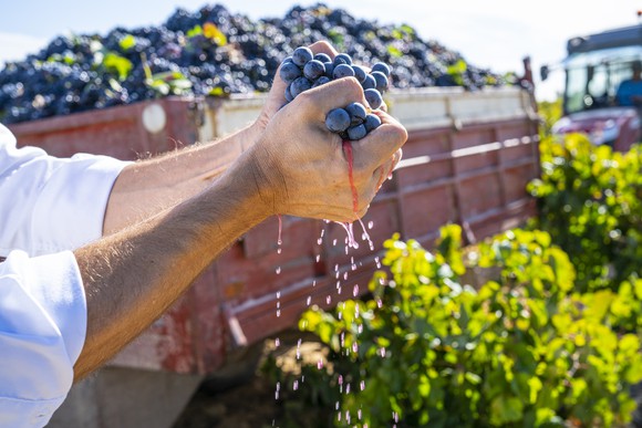 A winemaker squeezing red wind grapes with both hands.
