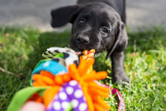 A black Labrador puppy plays with a colorful chew toy.