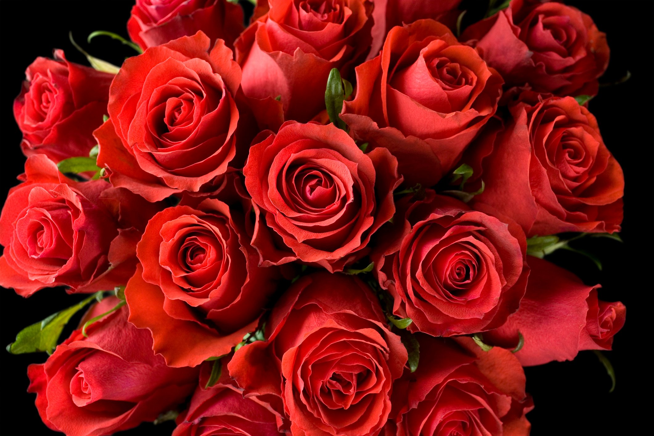 Red Roses