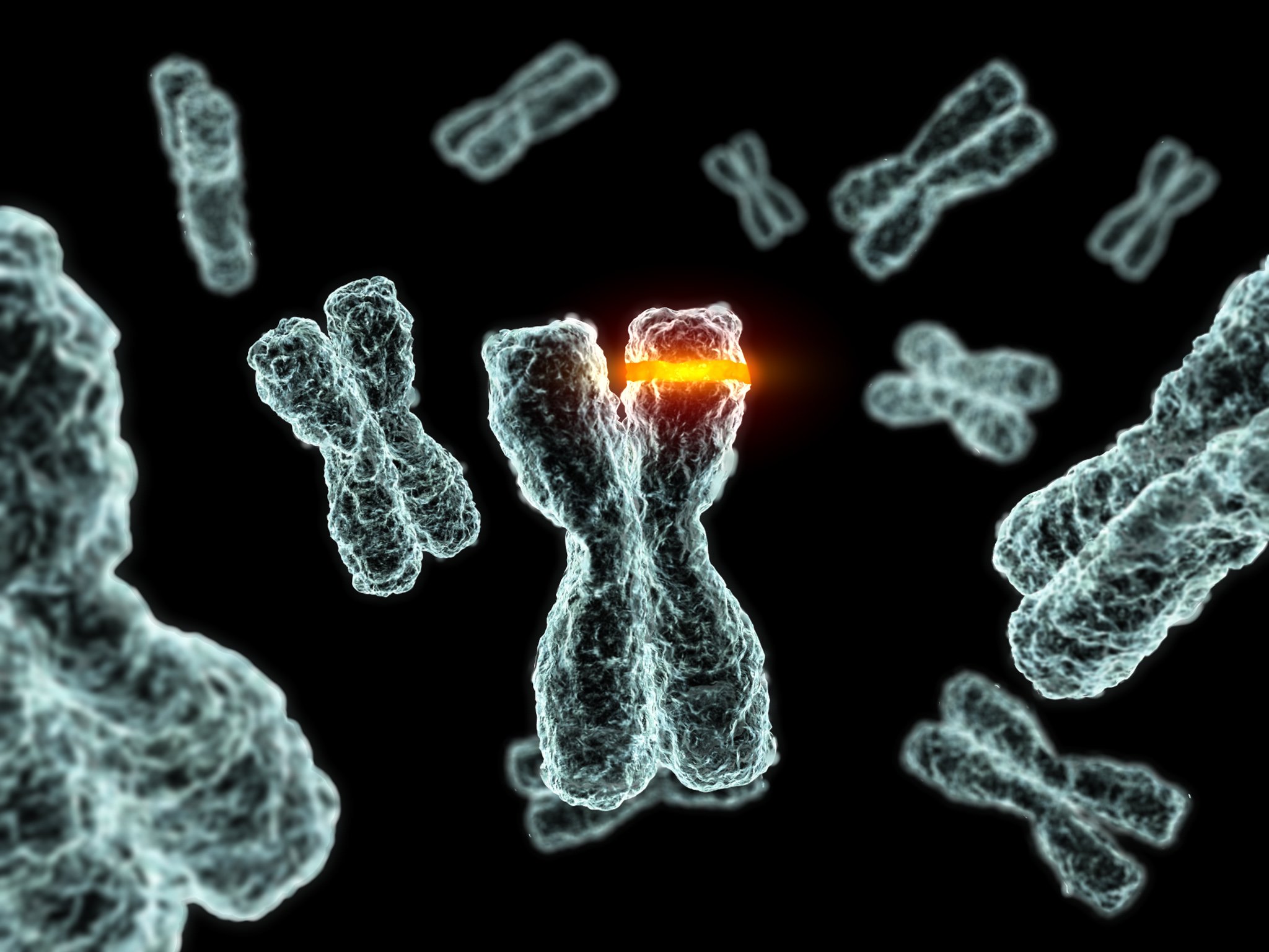 A region of a human chromosome is restricted by a glowing band.