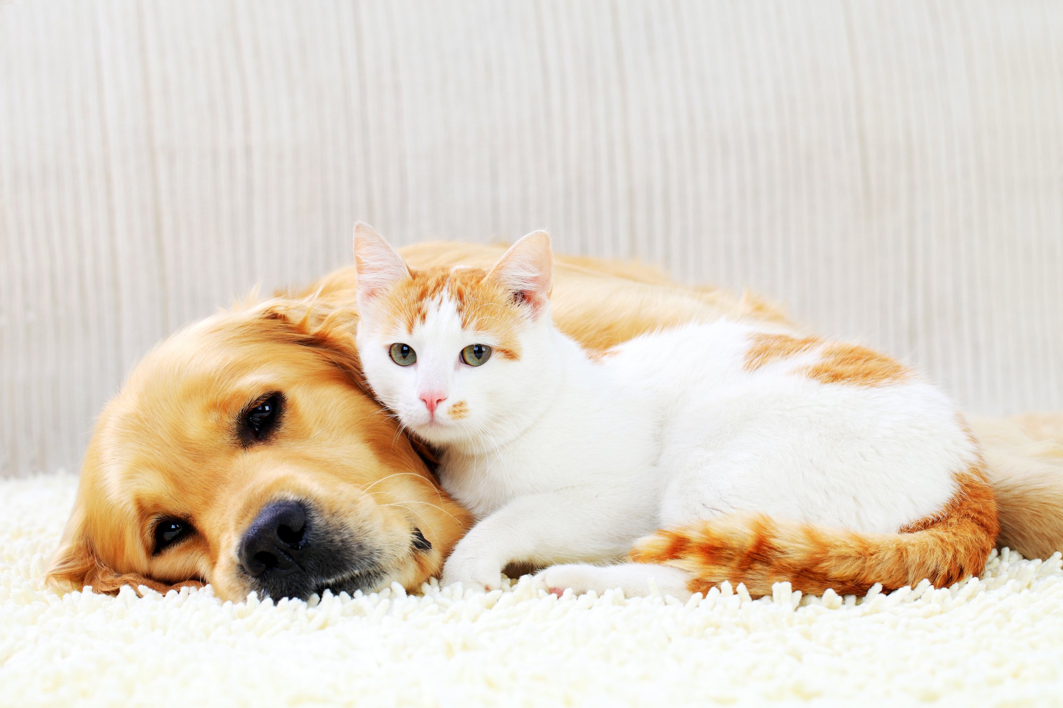 Dog and cat lying together.