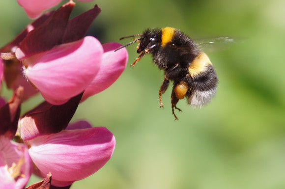 Bumble Bee flying towards pink flower.