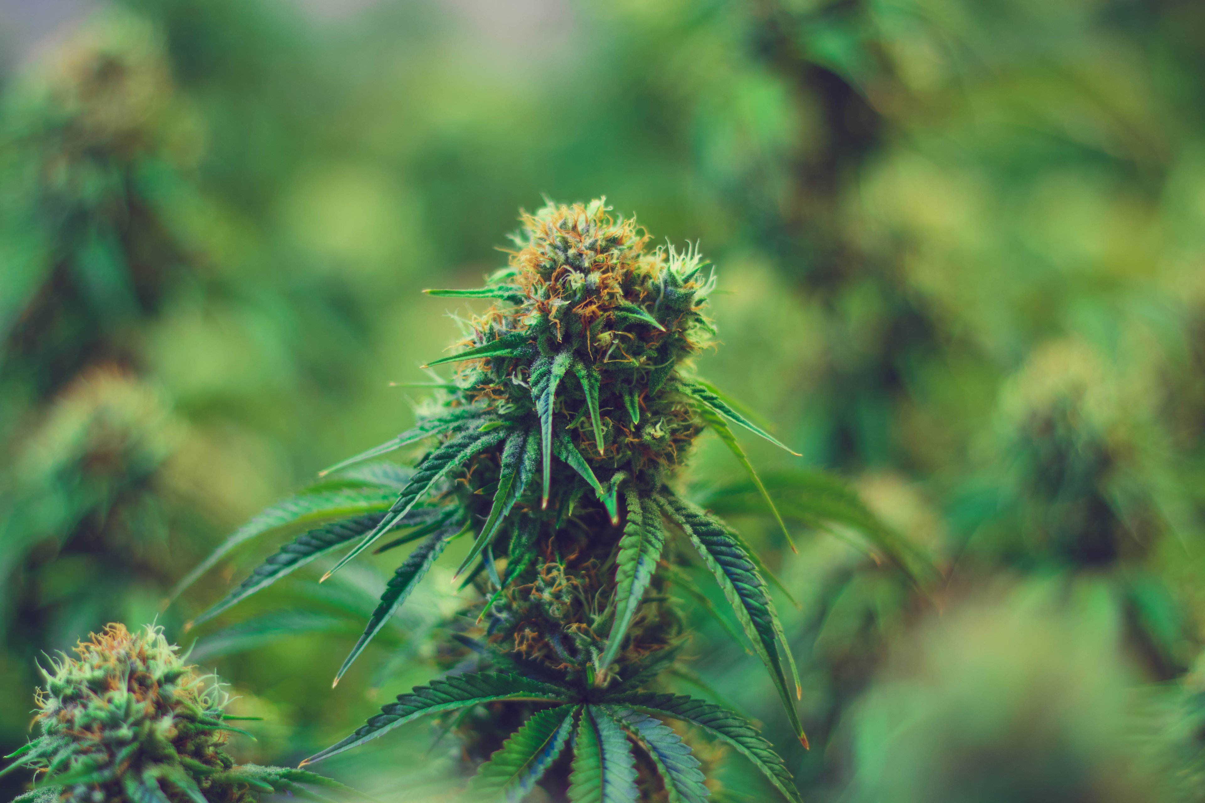 Close-up of a cannabis plant. 