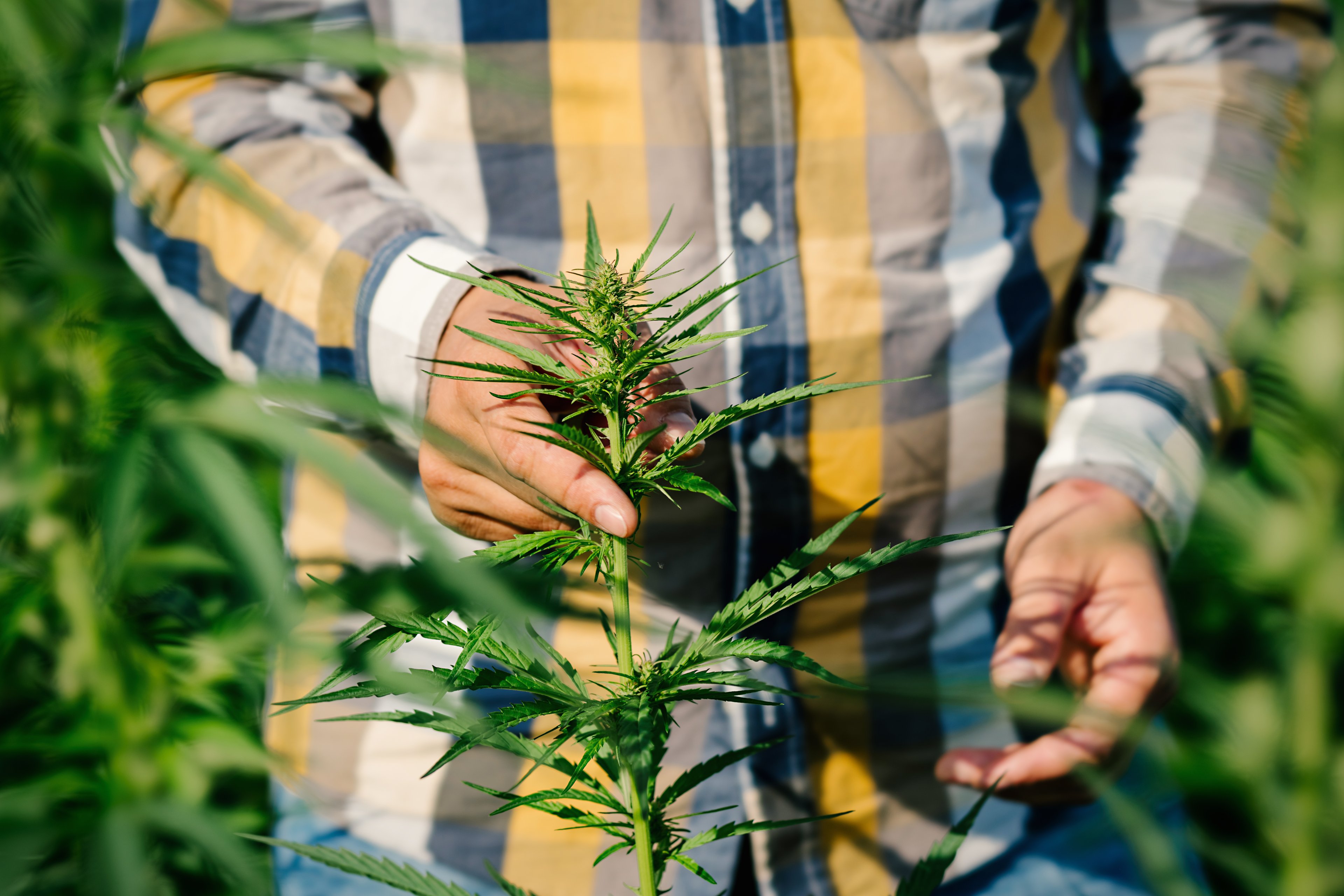 Man wearing yellow, black, and white plaid button-down shirt stands in the middle of tall cannabis plants, holding one with his right hand.