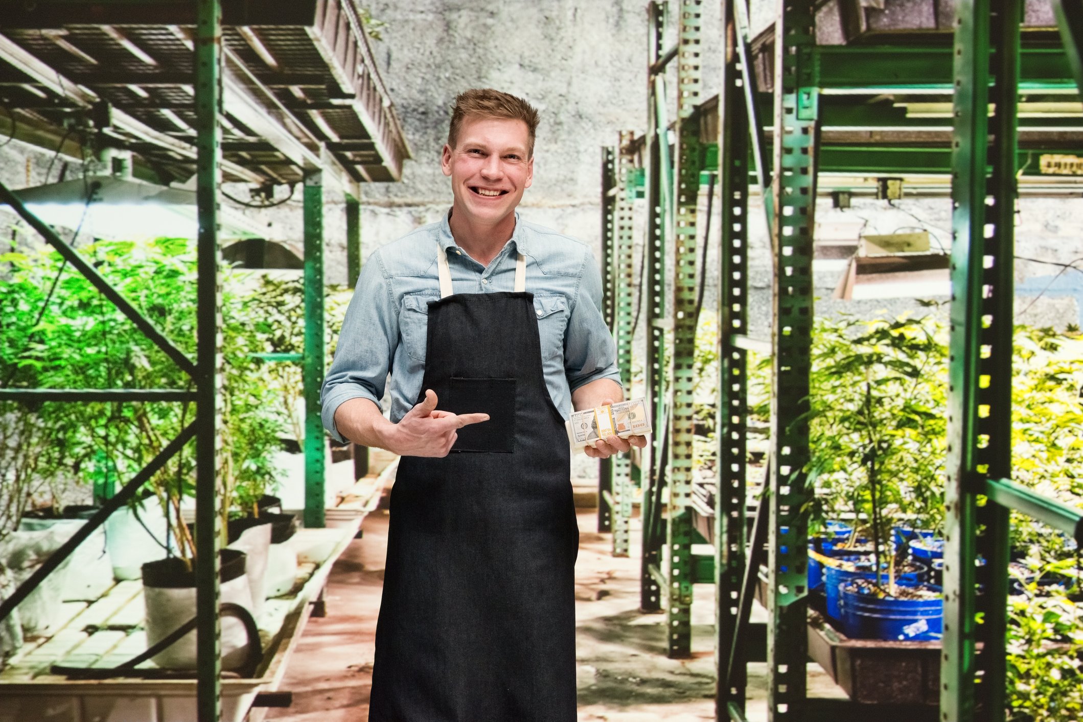 A cannabis farmer smiles and gestures to a wad of cash in his hand while standing in between rows of his cannabis plants.