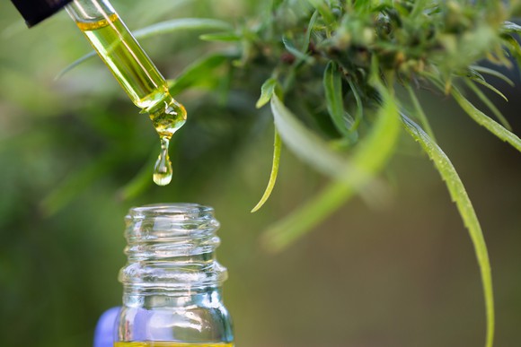 CBD oil dripping from a dropper into a bottle with a hemp plant in the background