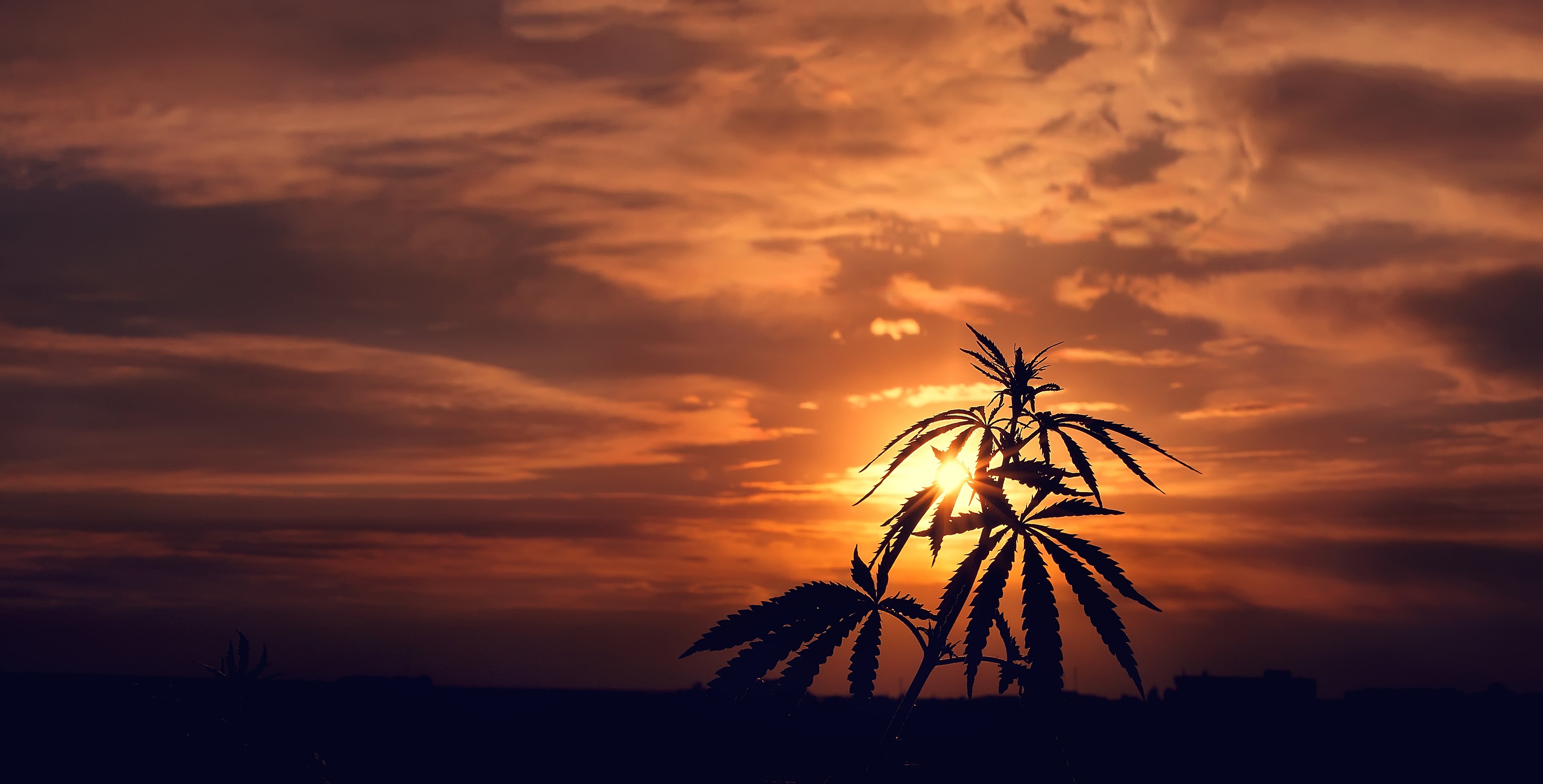 A marijuana plant is silhouetted against a sunset.