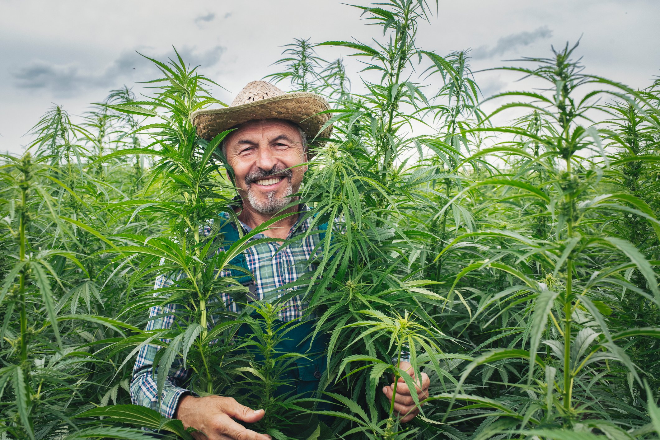 Happy farmer standing in a hemp field