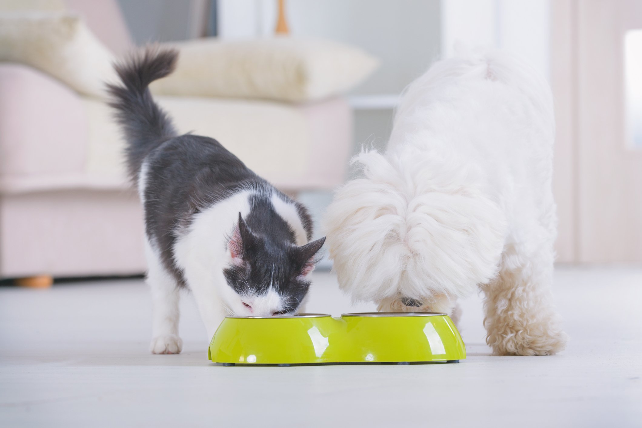 A cat and dog eating side by side from a lime green bowl.